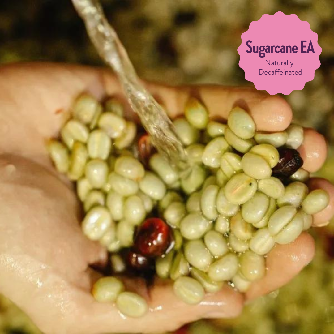 Three Bears | Signature Decaf Blend | Colombia & Mexico | Naturally Decaffeinated